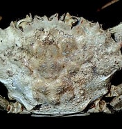 Afbeeldingsresultaten voor "macropipus Tuberculatus". Grootte: 176 x 185. Bron: www.aphotomarine.com
