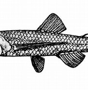 Image result for Lepidophanes guentheri Klasse. Size: 182 x 171. Source: www.fishbiosystem.ru