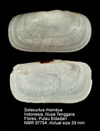 Afbeeldingsresultaten voor Solecurtidae Klasse. Grootte: 141 x 185. Bron: www.nmr-pics.nl