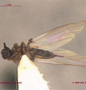 Afbeeldingsresultaten voor Euthyneura. Grootte: 176 x 185. Bron: www.zoology.ubc.ca