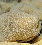 Image result for "hymedesmia Pansa". Size: 175 x 185. Source: www.habitas.org.uk