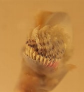 Image result for Noorse kalkkokerworm Stam. Size: 169 x 185. Source: waarneming.nl