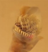 Image result for Kleine kalkkokerworm Familie. Size: 170 x 185. Source: waarneming.nl