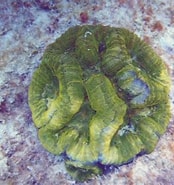 Image result for "isophyllia Sinuosa". Size: 174 x 185. Source: coralpedia.bio.warwick.ac.uk
