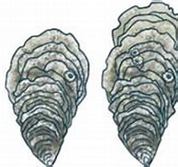 Afbeeldingsresultaten voor Japanse oester Anatomie. Grootte: 197 x 116. Bron: www.zeehondencentrum.nl