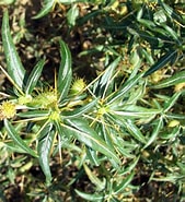 Image result for "castanidium Spinosum". Size: 169 x 185. Source: www.plantarium.ru