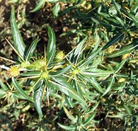 Image result for "castanidium Spinosum". Size: 195 x 185. Source: www.plantarium.ru