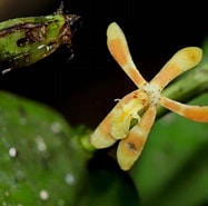 Afbeeldingsresultaten voor "mysidopsis Angusta". Grootte: 187 x 185. Bron: orchidofsumatra.blogspot.com