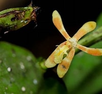 Image result for "mysidopsis Angusta". Size: 200 x 185. Source: orchidofsumatra.blogspot.com