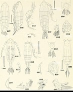 Afbeeldingsresultaten voor "labidocera Nerii". Grootte: 146 x 185. Bron: www.alamy.com