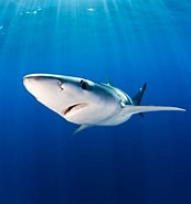 Image result for blauwe haai gevaarlijk. Size: 173 x 185. Source: www.wwf.nl