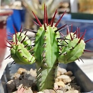 Image result for "enopla". Size: 185 x 185. Source: succulentalley.com