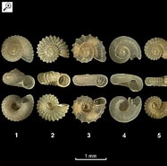 Afbeeldingsresultaten voor Skeneidae Superfamilie. Grootte: 187 x 185. Bron: www.pinterest.com