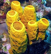 Afbeeldingsresultaten voor "rissoa Porifera". Grootte: 174 x 185. Bron: www.bioscience.com.pk