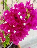 Image result for "bougainvillea Muscoides". Size: 145 x 185. Source: garden.org