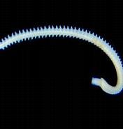 Image result for "nephtys Cirrosa". Size: 176 x 185. Source: www.aquatonics.com