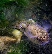 Afbeeldingsresultaten voor Atlantische Dwerginktvis. Grootte: 177 x 185. Bron: www.pinterest.com