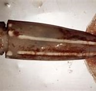 Kuvatulos haulle Eucleoteuthis luminosa Feiten. Koko: 196 x 109. Lähde: tolweb.org