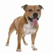 Image result for World Dansk Fritid Husdyr hunde Racer Terrier Staffordshire Bull Terrier. Size: 182 x 185. Source: patriceo-bleach.blogspot.com