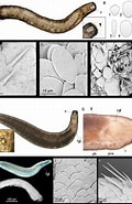 Image result for Dondersiidae Klasse. Size: 120 x 185. Source: www.researchgate.net