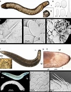 Afbeeldingsresultaten voor Dondersiidae rijk. Grootte: 142 x 185. Bron: www.researchgate.net