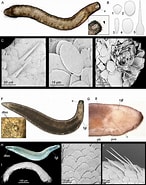 Image result for Dondersiidae rijk. Size: 146 x 185. Source: www.researchgate.net