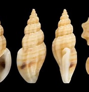 Image result for Mangelia striolata. Size: 179 x 185. Source: animalia.bio