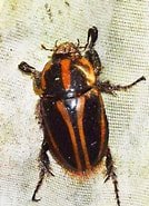 Image result for Euchaetomera zurstrasseni Rijk. Size: 134 x 185. Source: www.inaturalist.org