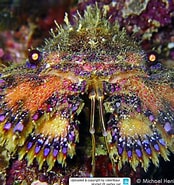 Image result for Parribacus japonicus. Size: 174 x 185. Source: www.reeflex.net