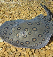 Image result for Bythaelurus canescens Diet. Size: 173 x 185. Source: www.eisk.cn