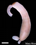Image result for Phascolosomatidea. Size: 148 x 185. Source: biogeodb.stri.si.edu