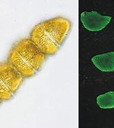 Image result for "gymnodinium Veneficum". Size: 164 x 176. Source: tolweb.org