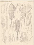 Afbeeldingsresultaten voor "augaptilus Longicaudatus". Grootte: 141 x 185. Bron: www.marinespecies.org