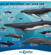 Image result for Hoe groot is een walvis. Size: 172 x 185. Source: www.aquazoo.nl