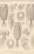 Afbeeldingsresultaten voor "pontoptilus Ovalis". Grootte: 116 x 185. Bron: www.marinespecies.org