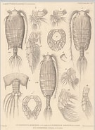 Afbeeldingsresultaten voor "pontoptilus Ovalis". Grootte: 135 x 185. Bron: www.marinespecies.org