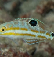 Image result for Halichoeres radiatus Klasse. Size: 177 x 185. Source: reeflifesurvey.com