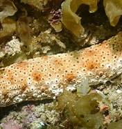 Image result for "holothuria Pervicax". Size: 176 x 185. Source: reeflifesurvey.com