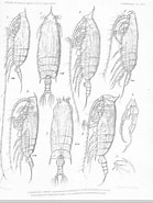 Image result for "gaetanus Curvicornis". Size: 139 x 185. Source: www.marinespecies.org