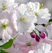 Bildresultat för Japanische Blütenkirsche Dunklem Braun. Storlek: 183 x 181. Källa: www.mein-schoener-garten.de