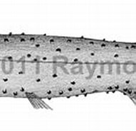 mida de Resultat d'imatges per a "photostylus Pycnopterus".: 191 x 92. Font: watlfish.com