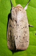 Afbeeldingsresultaten voor Leucania inermis. Grootte: 120 x 185. Bron: bugguide.net