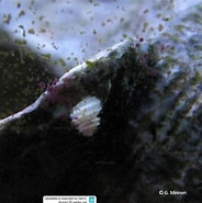 Image result for Parviturbo weberi. Size: 184 x 185. Source: www.reeflex.net