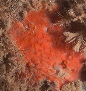 Image result for "hymedesmia Mamillaris". Size: 176 x 185. Source: divedeeper.site