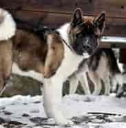 Image result for World Dansk Fritid Husdyr Hunde racer Spidshunde Akita. Size: 183 x 181. Source: muy.dk