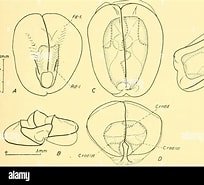 Afbeeldingsresultaten voor "melophysa Melo". Grootte: 204 x 185. Bron: www.alamy.com