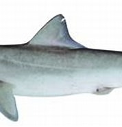 Image result for "rhizoprionodon Taylori". Size: 178 x 89. Source: fishesofaustralia.net.au