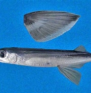 Image result for Hirundichthys speculiger Stam. Size: 180 x 185. Source: biogeodb.stri.si.edu