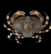 Image result for Hepatus pudibundus. Size: 177 x 185. Source: www.crabdatabase.info