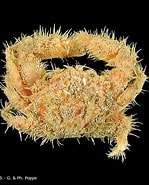Image result for "actumnus Squamosus". Size: 149 x 185. Source: www.crustaceology.com